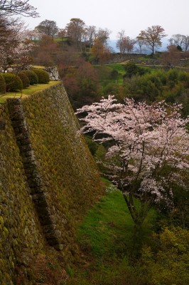 岡城趾の桜