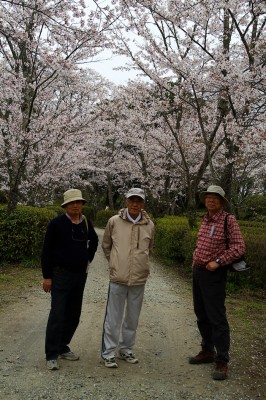 桜は満開です