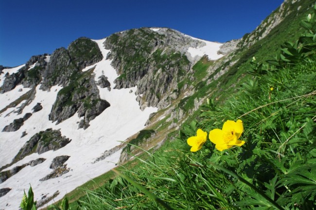 青い空に白い雪渓のコントラストに黄色い花はシナノキンバエのようです