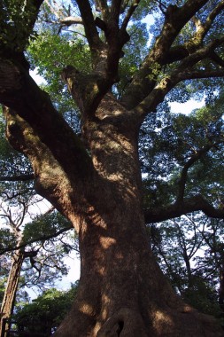 岬には楠の大木があります
