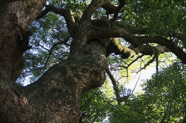 楠の巨木