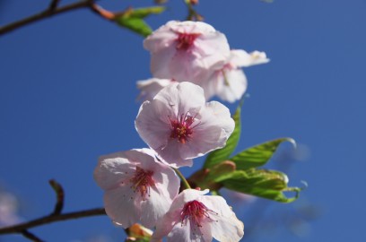 日南は桜が咲いています