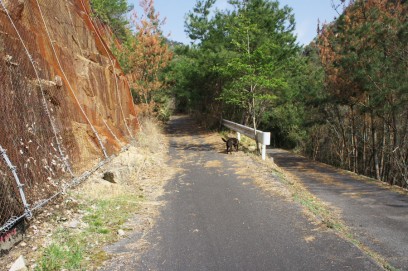 右は錦竜公園に　左が大鉢山、忠四郎山への登山道