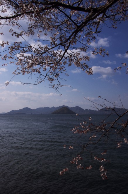 瀬戸内の海と山桜