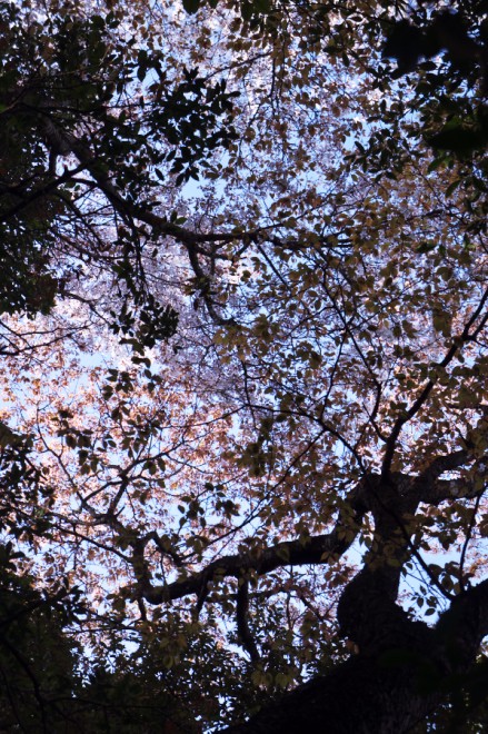 森の木々の上に咲いている桜