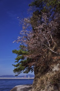 海岸の遊歩道の桜