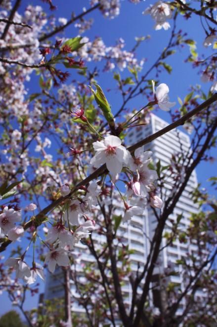 青空に桜が綺麗です
