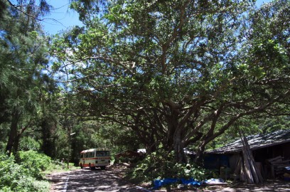 大きなガジュマルの木の下に島のバス