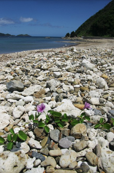 加計呂麻島　秋徳の海岸　サンゴのかけらが多い