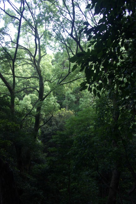 原生林の元宇品の森は緑が濃い