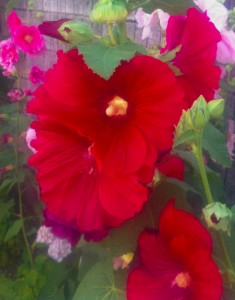 タチアオイの花は色とりどり