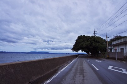 桜島を北側に回る　アコウ群が道を覆う