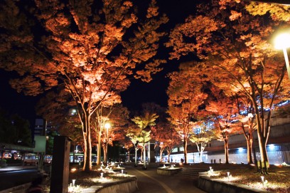 夕方の鳥取駅前は紅葉の木々はライトアップ