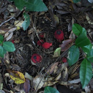 土鳥黐（ツチトリモチ）　ハイノキ属の根に寄生する