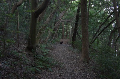 森の遊歩道をカイと歩く