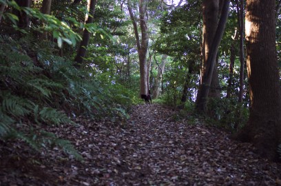 元宇品の森の遊歩道