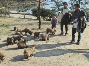 仙酔島には狸がいっぱい