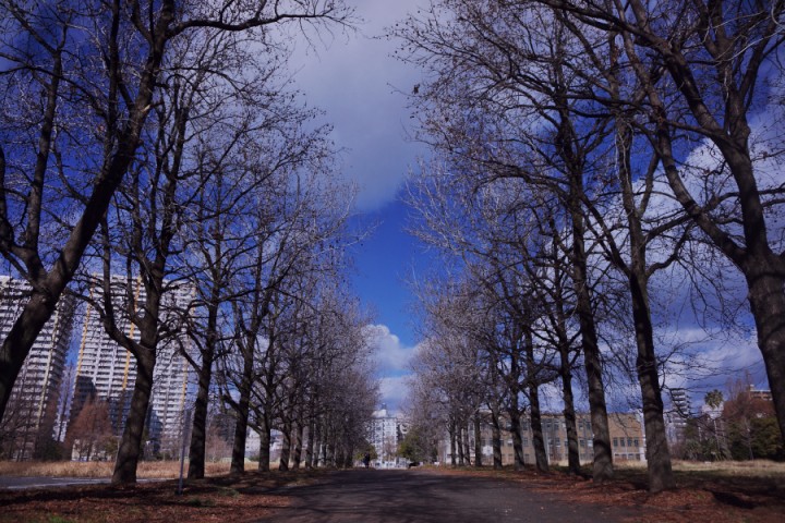 広島大学跡地の公園　大学時代の並木が残る