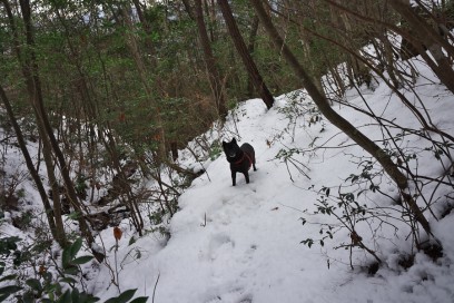 カイは雪が大好き