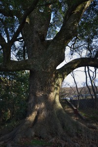 クスノキの大木