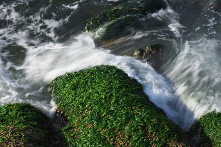 岩のアオサが波に洗われて育っている