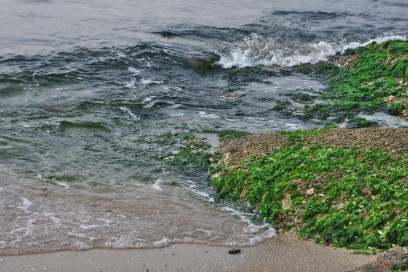 アオサの岩場は満潮で波に洗われています