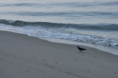 砂浜でカラスが歩いている