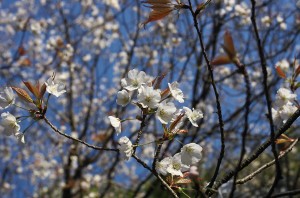 山桜は早くも咲いていた