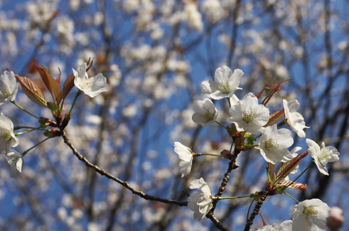 桜は華やかで気持ちが明るくなります