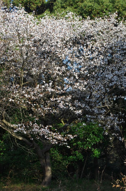桜が森に中で咲いている