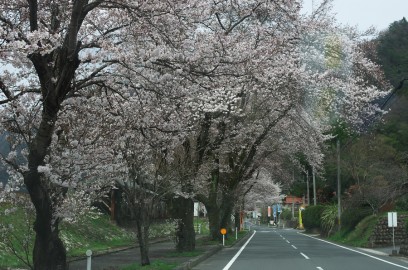国道375号線も桜が綺麗