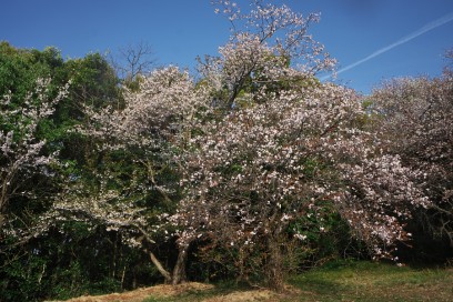 高射砲陣地跡の桜も満開