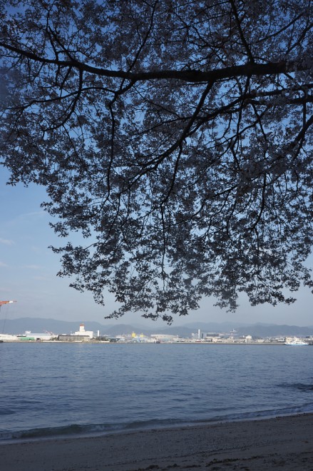 広島港に桜