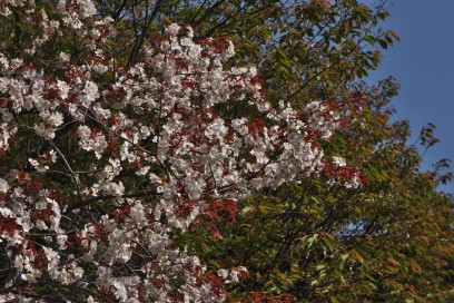 山桜もまだ満開