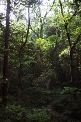 静かな宇品の森