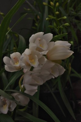 蕾が開くと白い花
