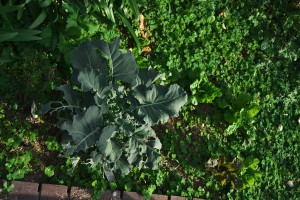 庭に植えたレタスなどの野菜たち