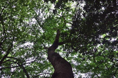 元宇品の国有林にはクスノキの大木が多い