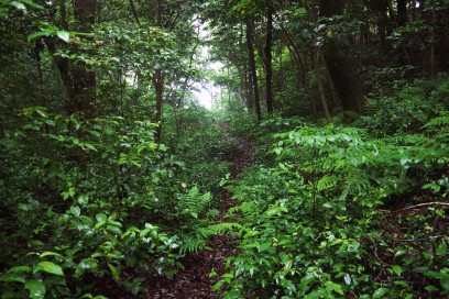 森の緑が雨でシットリ