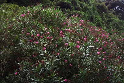 広島の夏の花　夾竹桃
