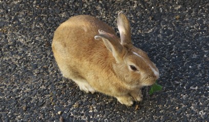 大久野島にはウサギがいっぱい