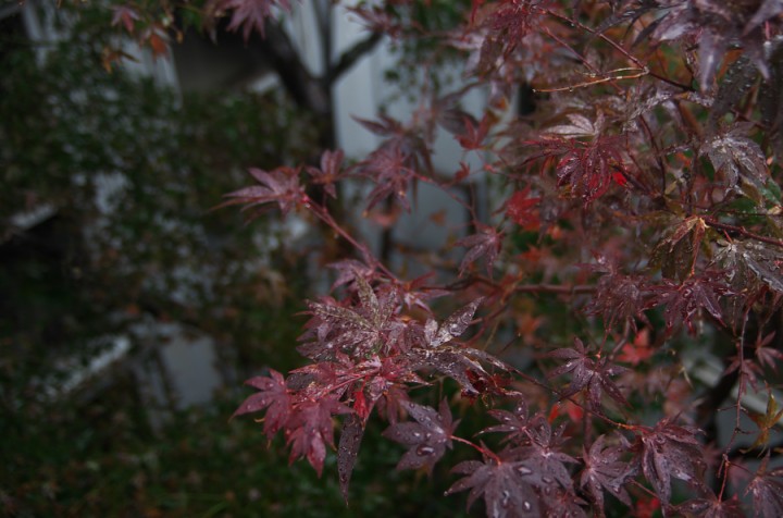 中庭の紅葉が雨で色が鮮やか