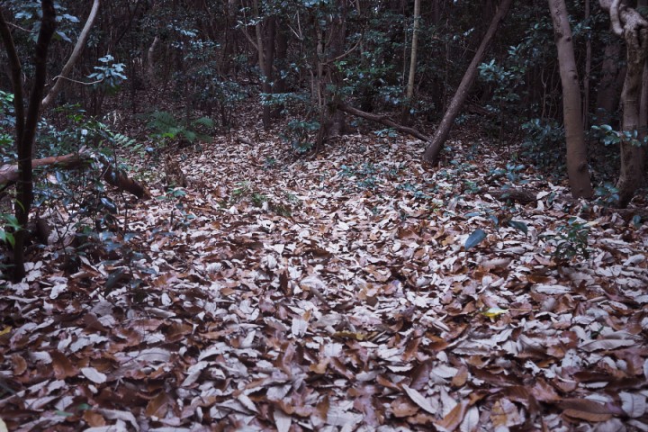 枯葉が絨毯のよう　静かな森です