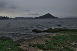 冬の広島湾　アオサの緑が映える