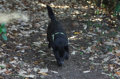 甲斐犬のカイは森を楽しんでいる