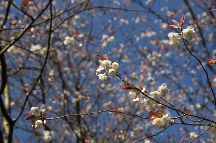 青い空に桜が咲き始め