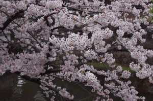 倉敷美観地区は桜が満開