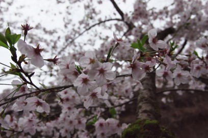 満開の桜を眺めながら