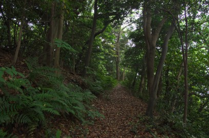 森の遊歩道