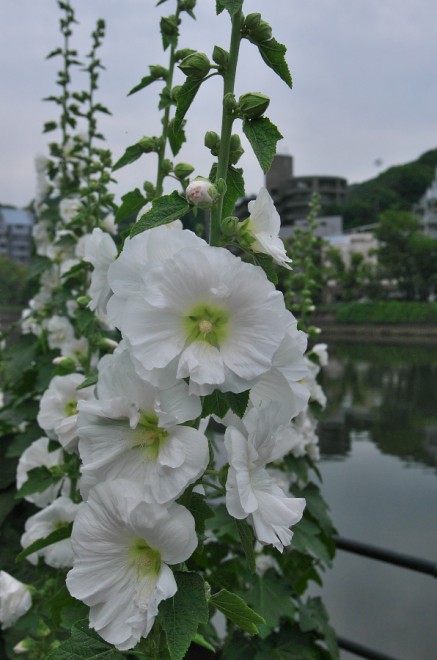 タチアオイが咲くと広島に夏がやってくる